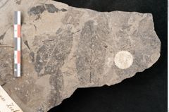 Foto (Detailansicht) von Alnus novae zeelandiae Ettingshausen (NHMW-GEO-2024-0188-10127)